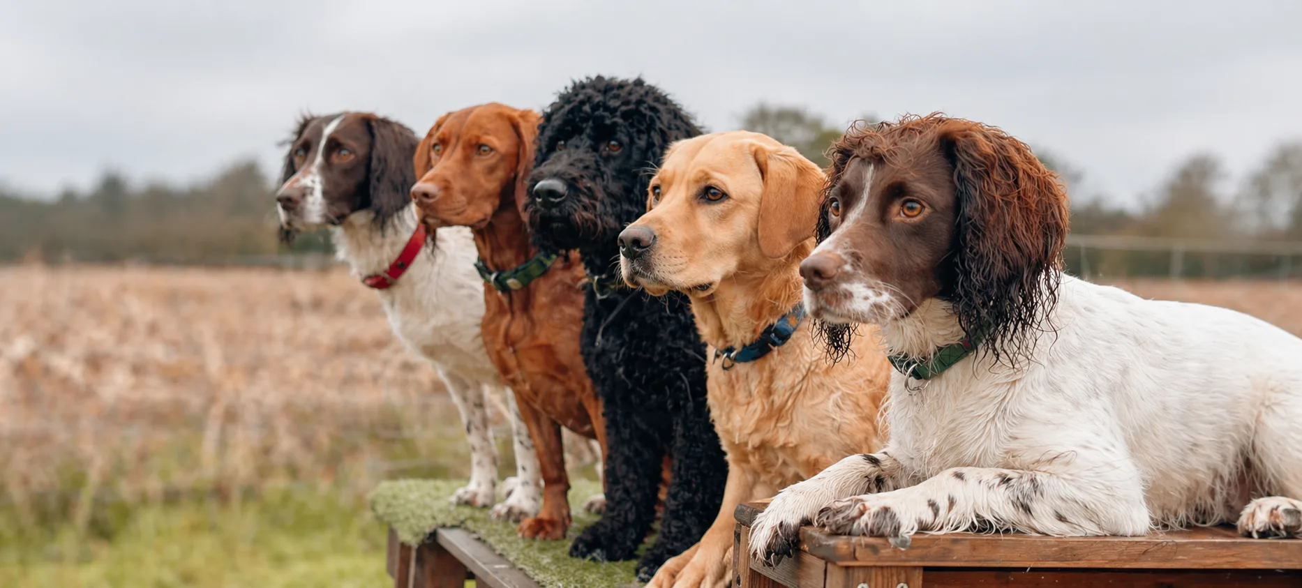 Swaggy Tailz
-
Pet Services 

 — local business hero
